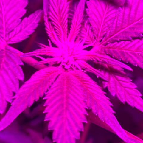 Unknown strain growlog photo: Had to add some humidity again hard to maintain humidity 