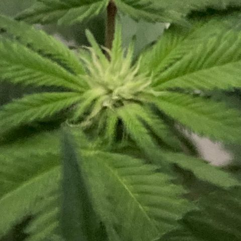 Unknown strain growlog photo: Had to add some humidity again hard to maintain humidity 