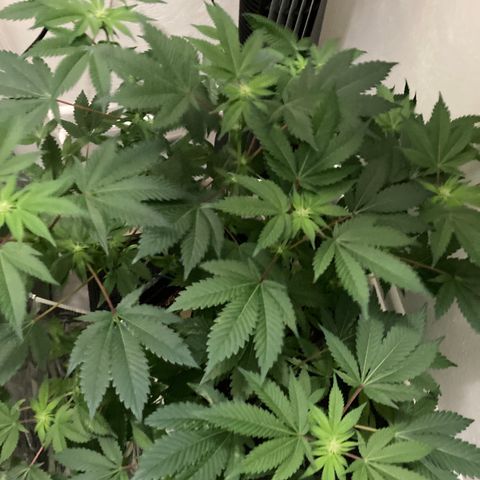 Unknown strain growlog photo: Had to add some humidity again hard to maintain humidity 
