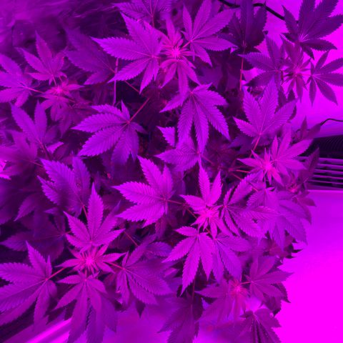 Unknown strain growlog photo: Had to add some humidity again hard to maintain humidity 