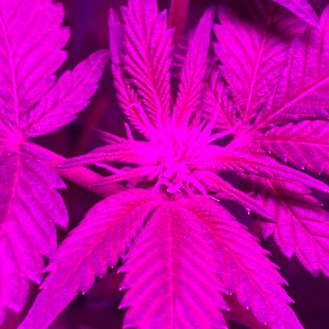 Unknown strain growlog photo: Had to add some humidity again hard to maintain humidity 