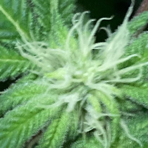Unknown strain growlog photo: Tricomes creamy start looking for amber