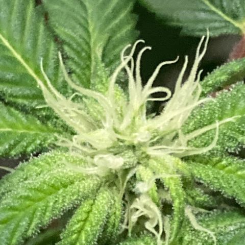 Unknown strain growlog photo: Tricomes creamy start looking for amber
