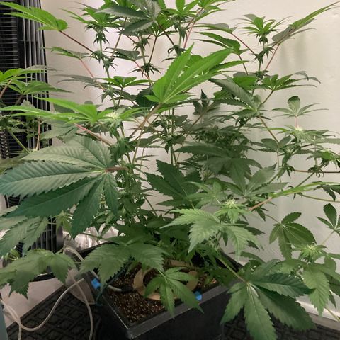 Unknown strain growlog photo: Creamy tricomes harvesting soon