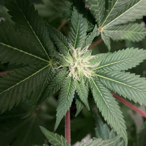Unknown strain growlog photo: Creamy tricomes harvesting soon
