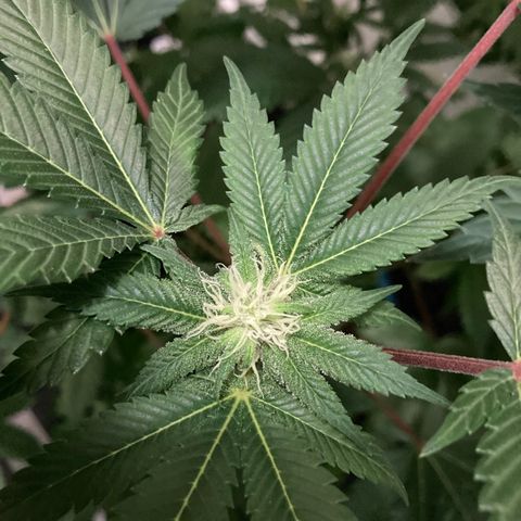 Unknown strain growlog photo: Creamy tricomes harvesting soon