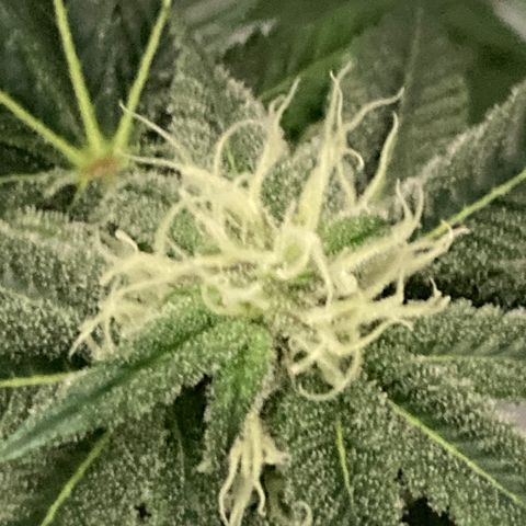 Unknown strain growlog photo: Creamy Trricomes harvesting soon