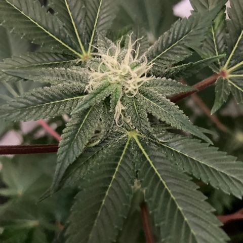 Unknown strain growlog photo: Creamy Trricomes harvesting soon