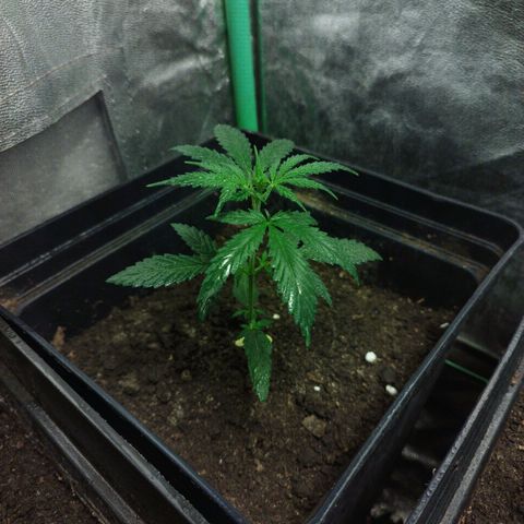 chilena regular growlog photo: 💚