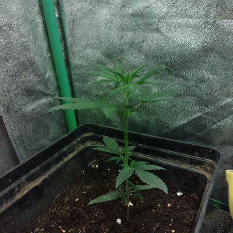 chilena regular growlog timeline photo
