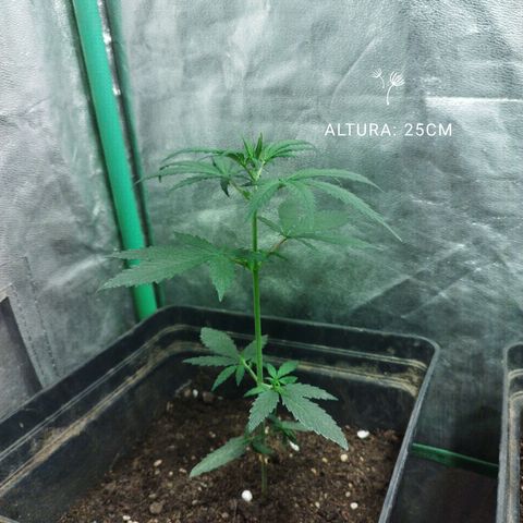 chilena regular growlog timeline photo