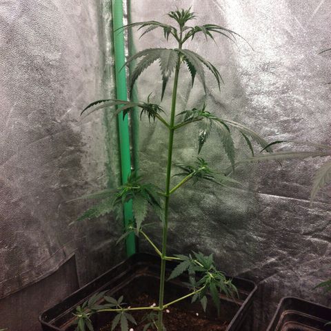 chilena regular growlog timeline photo