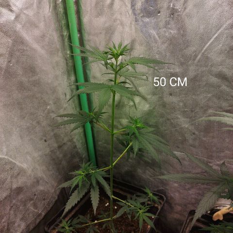 chilena regular growlog photo: medidas de altura de cada planta 🪴