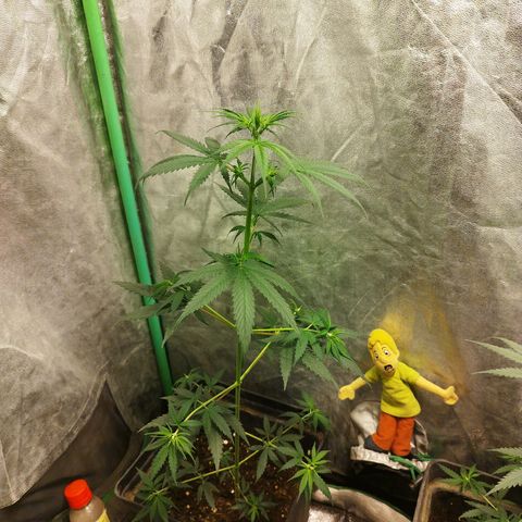 chilena regular growlog timeline photo