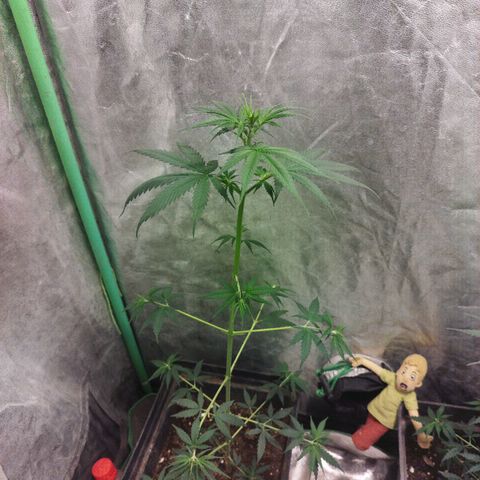 chilena regular growlog timeline photo