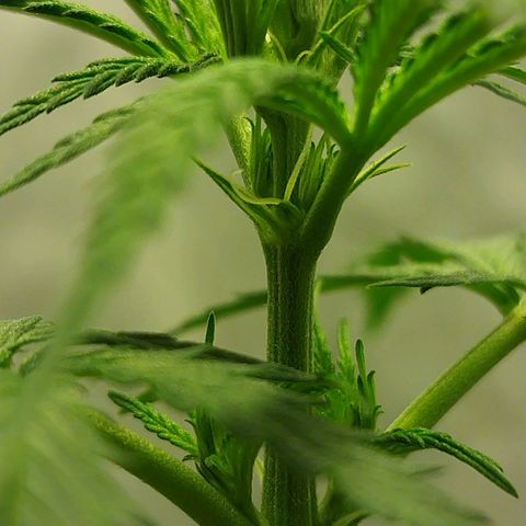 chilena regular growlog timeline photo