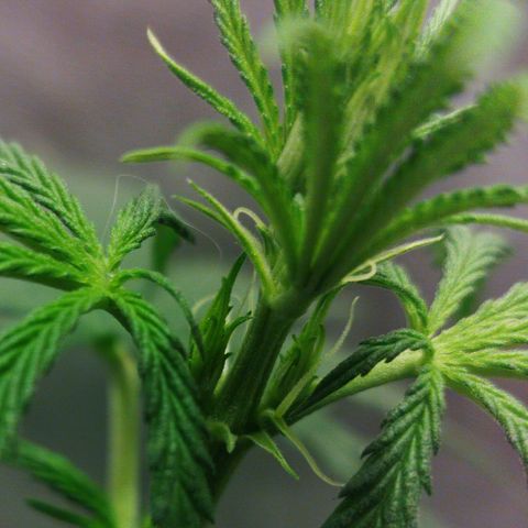 chilena regular growlog timeline photo