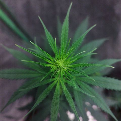 chilena regular growlog timeline photo