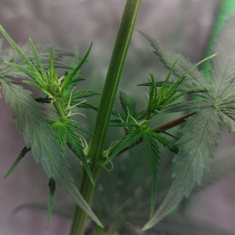 chilena regular growlog timeline photo