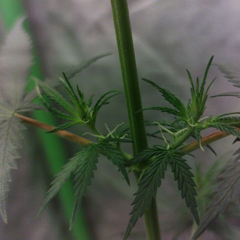 chilena regular growlog timeline photo