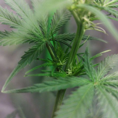 chilena regular growlog timeline photo