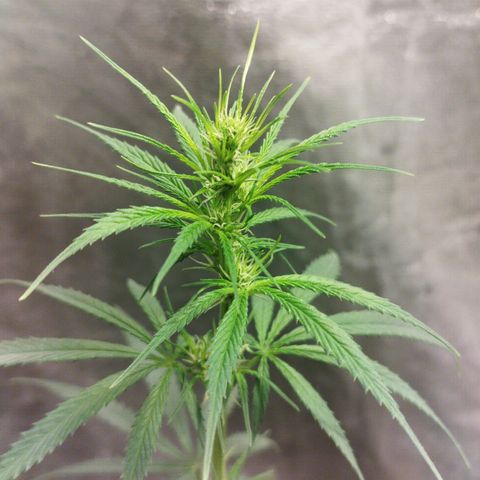 chilena regular growlog timeline photo