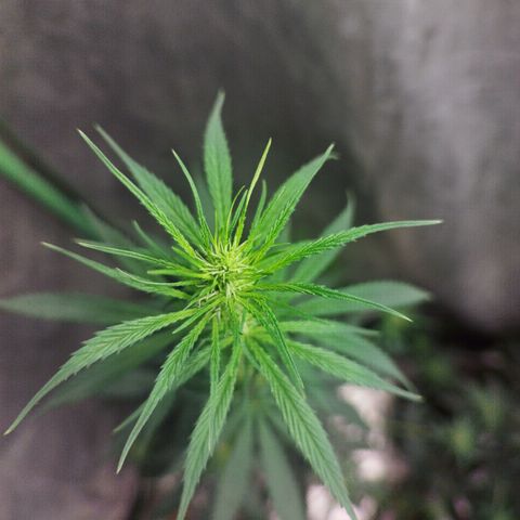 chilena regular growlog timeline photo