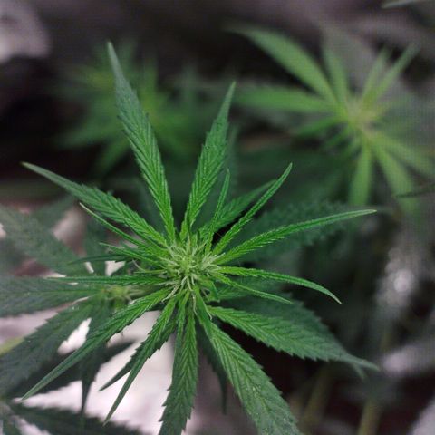 chilena regular growlog timeline photo