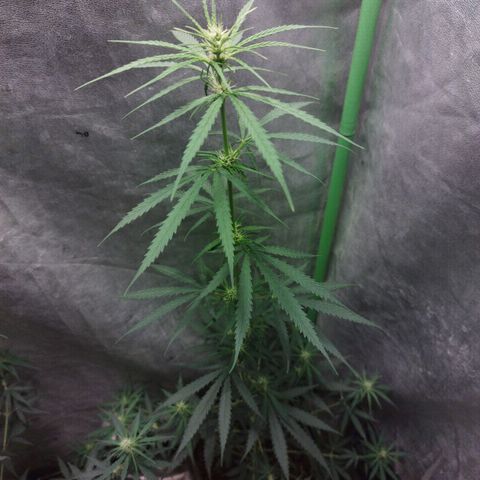 chilena regular growlog timeline photo