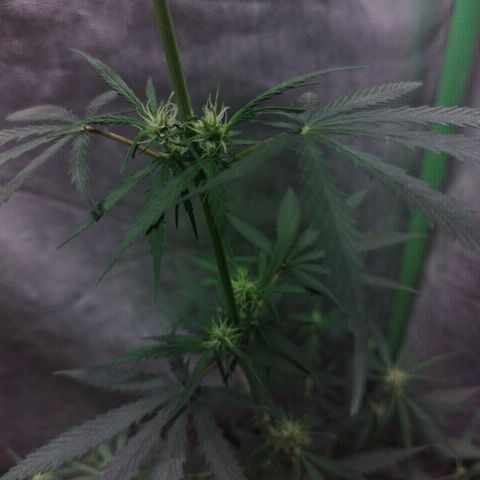 chilena regular growlog timeline photo