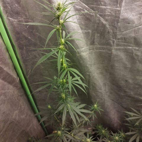 chilena regular growlog timeline photo