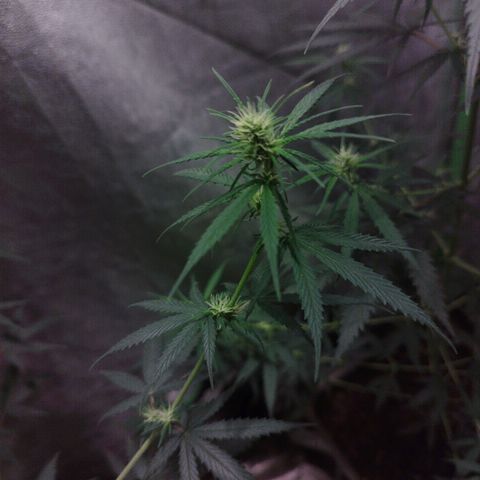 chilena regular growlog timeline photo