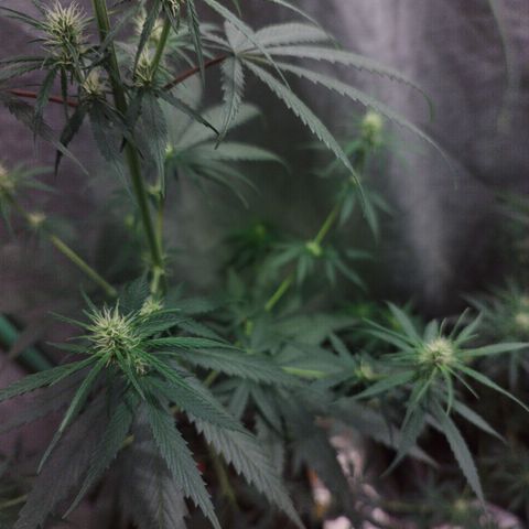 chilena regular growlog timeline photo