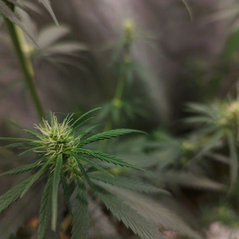 chilena regular growlog timeline photo