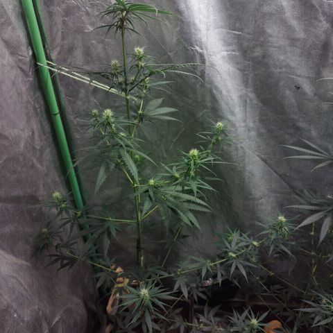 chilena regular growlog timeline photo