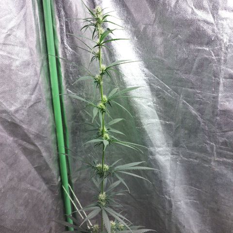 chilena regular growlog timeline photo