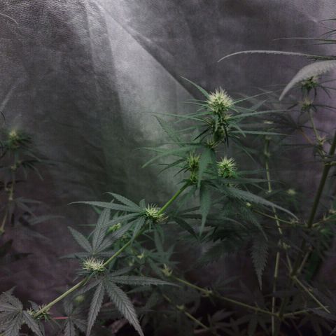 chilena regular growlog timeline photo
