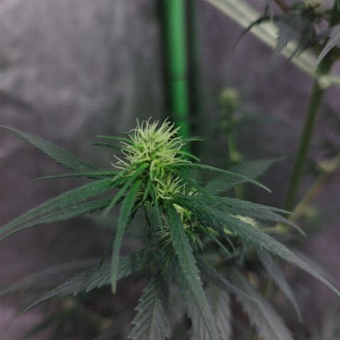chilena regular growlog timeline photo