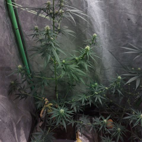 chilena regular growlog timeline photo