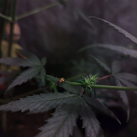 chilena regular growlog timeline photo