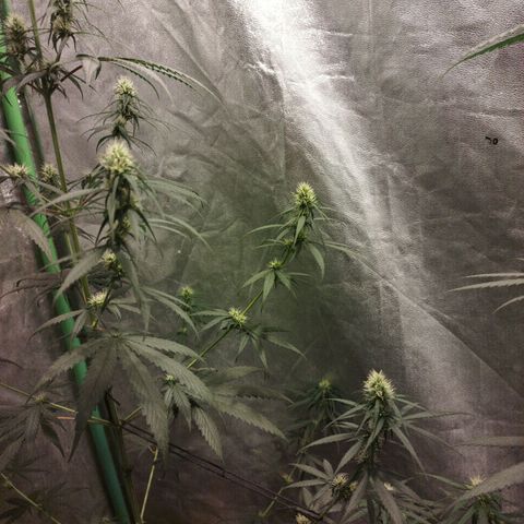 chilena regular growlog timeline photo