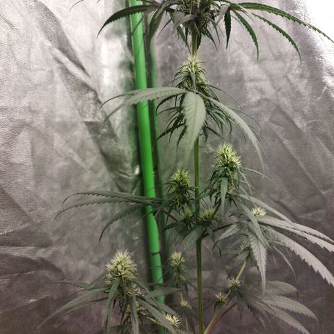 chilena regular growlog timeline photo