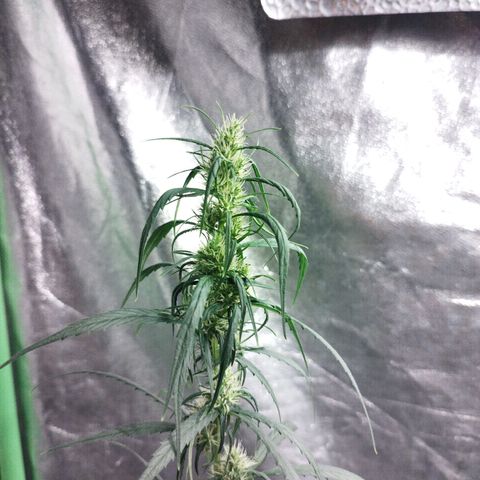 chilena regular growlog timeline photo