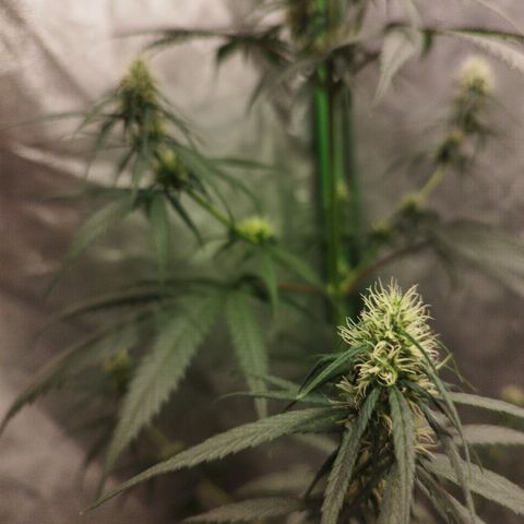 chilena regular growlog timeline photo