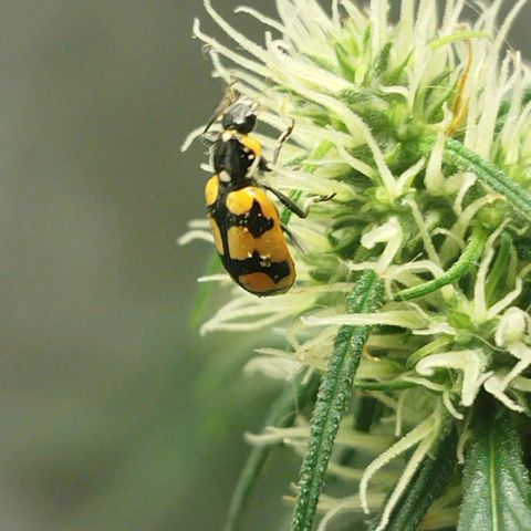 chilena regular growlog timeline photo