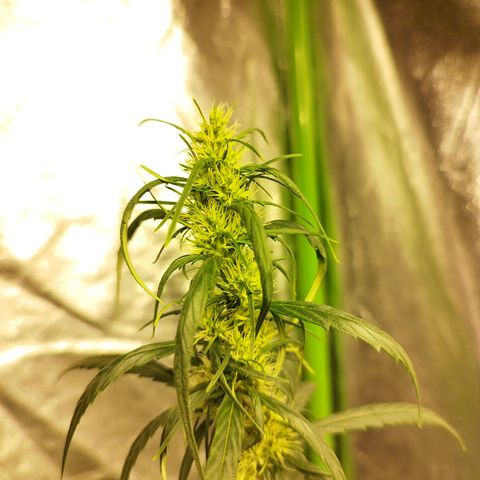 chilena regular growlog timeline photo