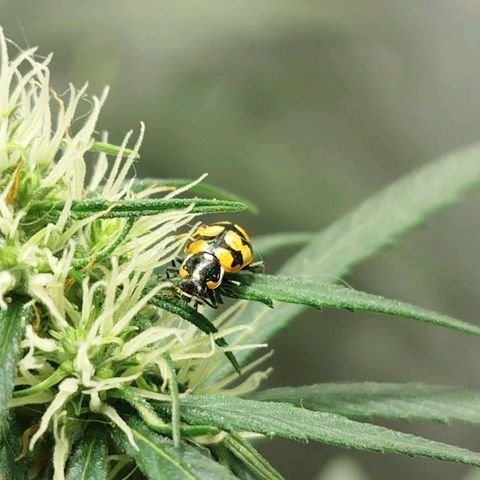 chilena regular growlog timeline photo