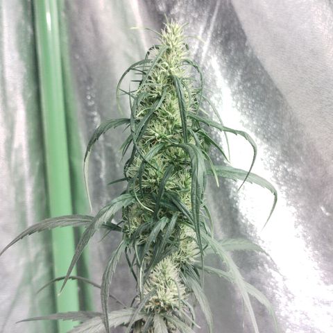 chilena regular growlog timeline photo