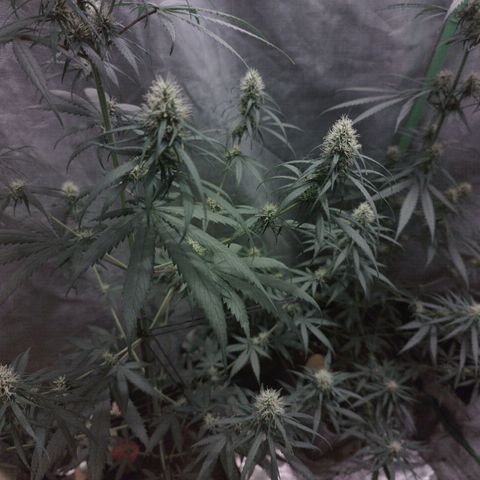 chilena regular growlog timeline photo