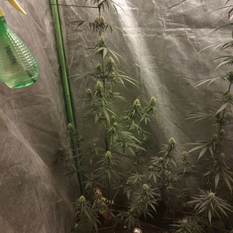 chilena regular growlog timeline photo